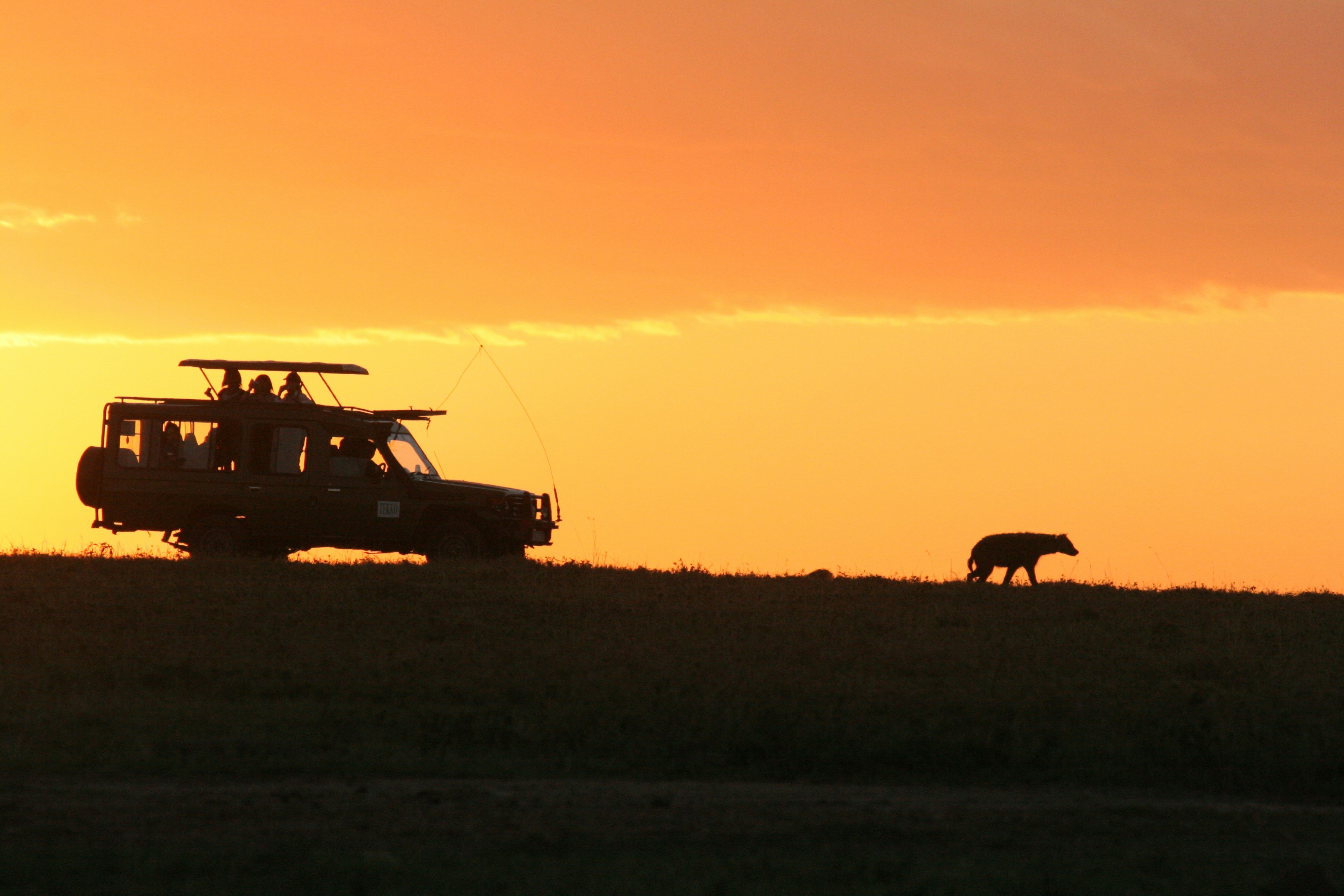 safari jeep